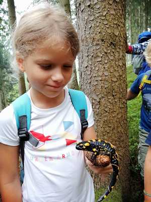 salamander